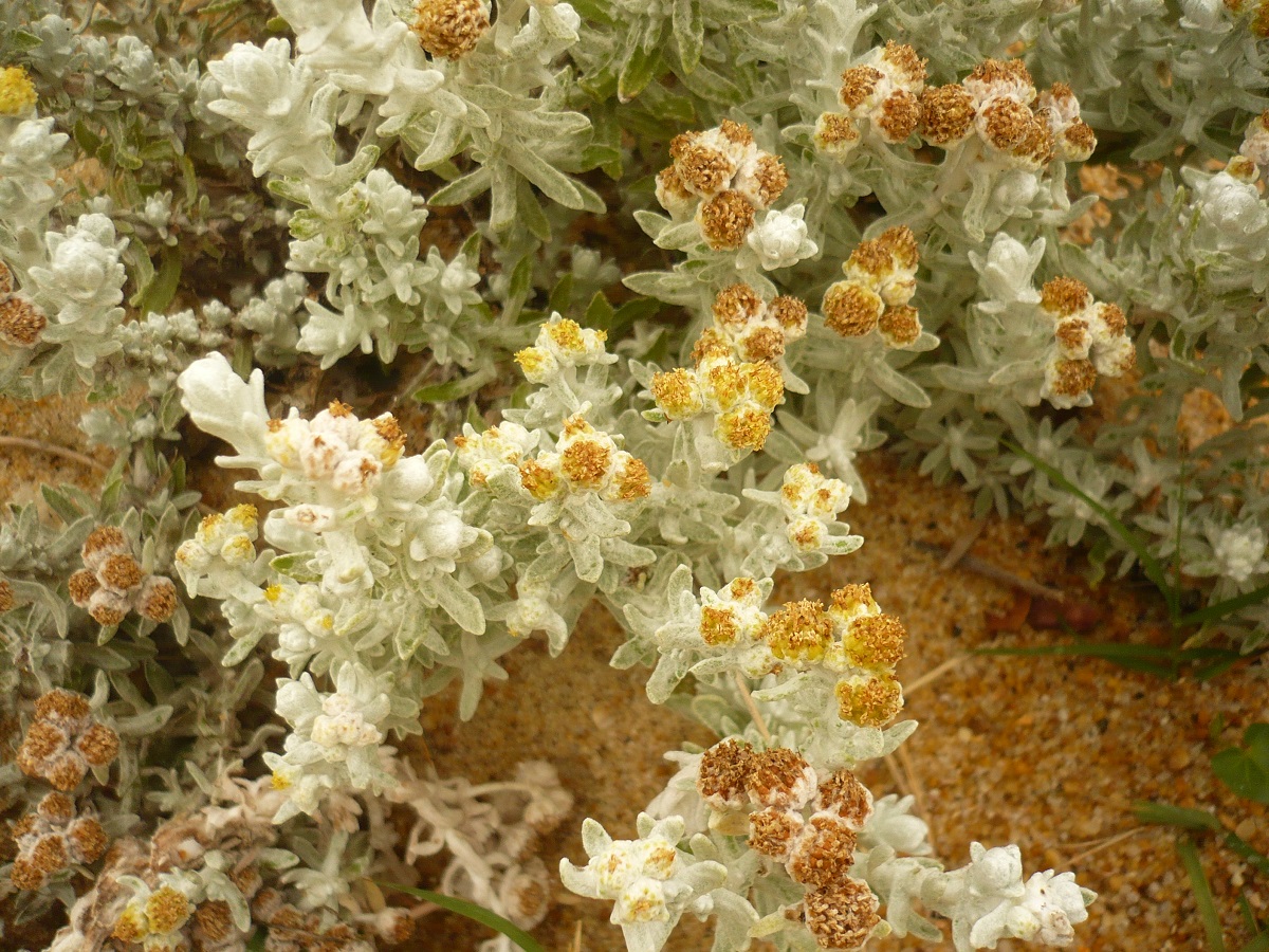 Achillea maritima (Asteraceae)